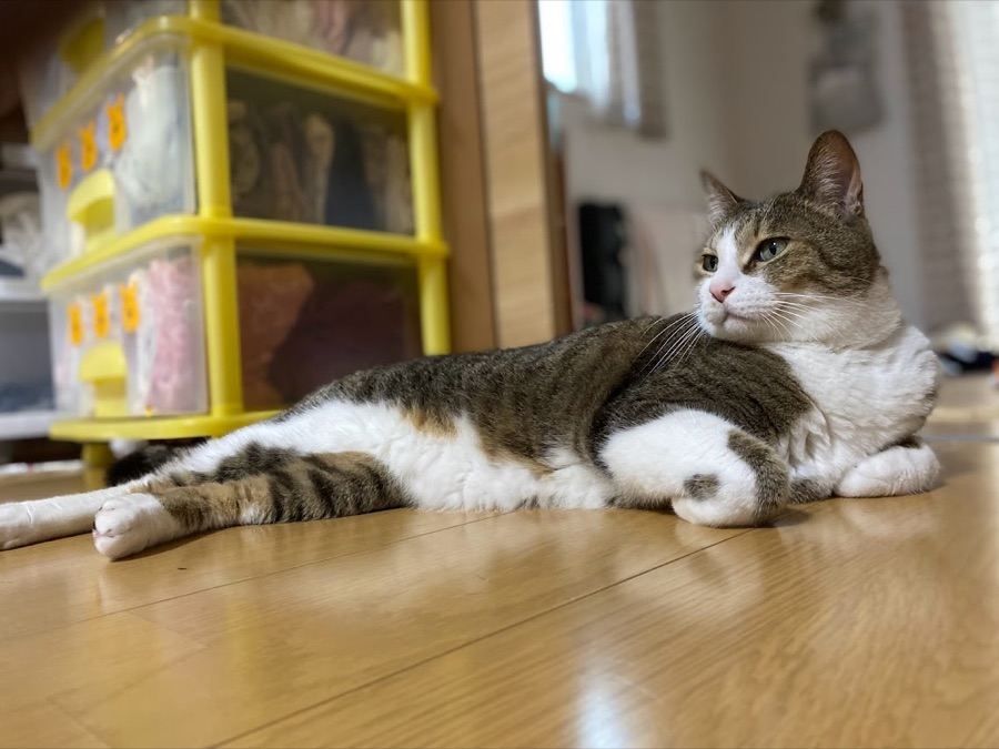 猫のぼんじり
