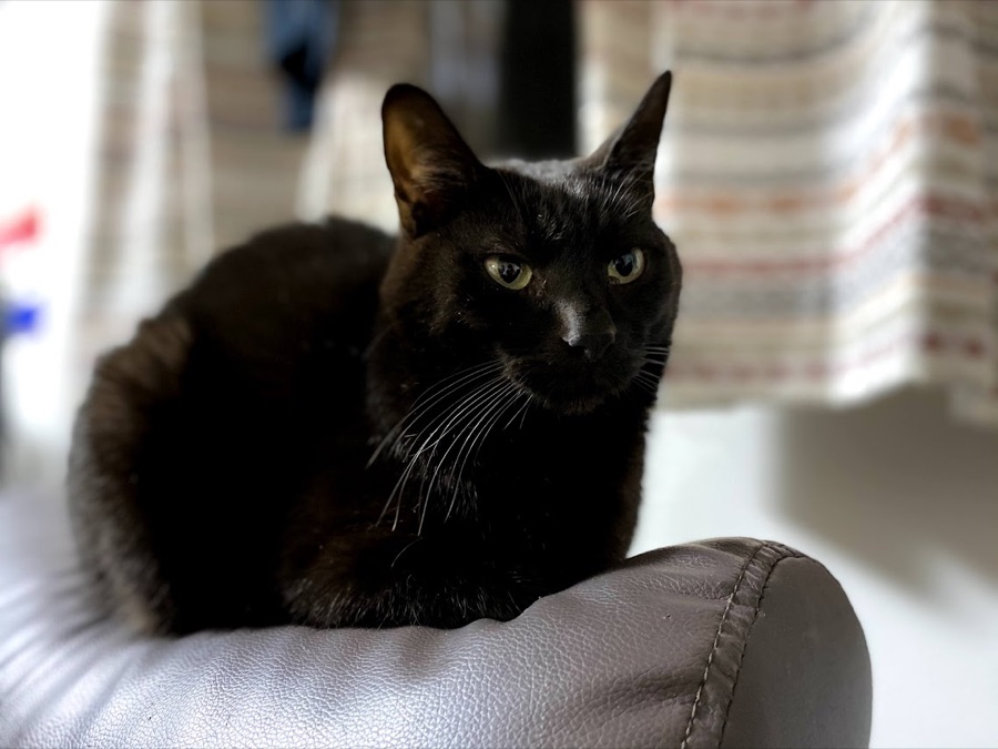 黒猫のかしら